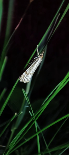 Thisanotia chrysonuchella - tavaszi fűgyökérmoly