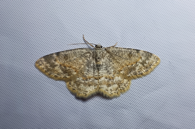 Charissa variegata - tarka sziklaaraszoló