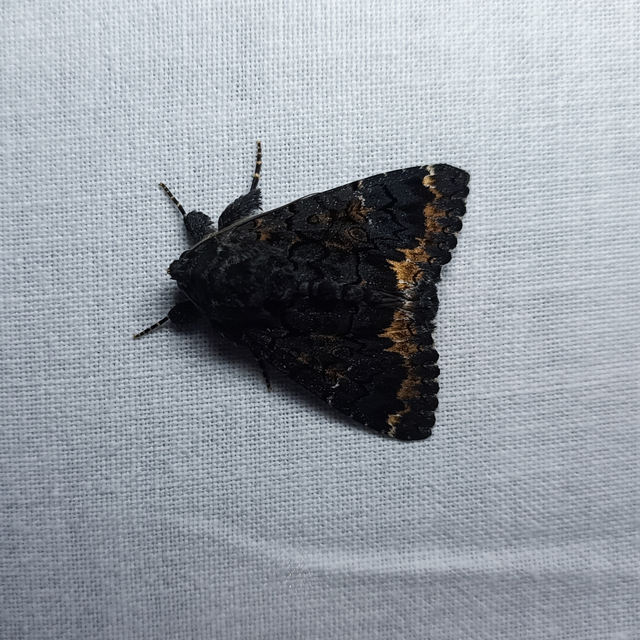 Catephia alchymista - fekete övesbagoly