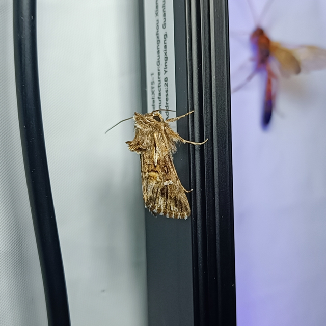 Calophasia lunula - gyújtoványfű-apróbagoly