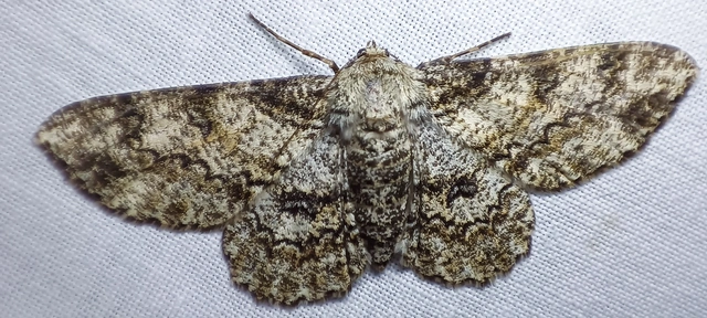 Ascotis selenaria - holdas faaraszoló
