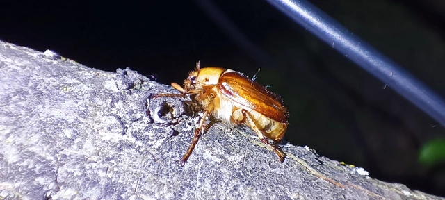 Rhizotrogus aestivus - tavaszvégi cserebogár