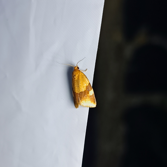 Aphelia ferugana - okkersárga sodrómoly