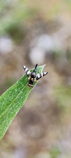 Urophora