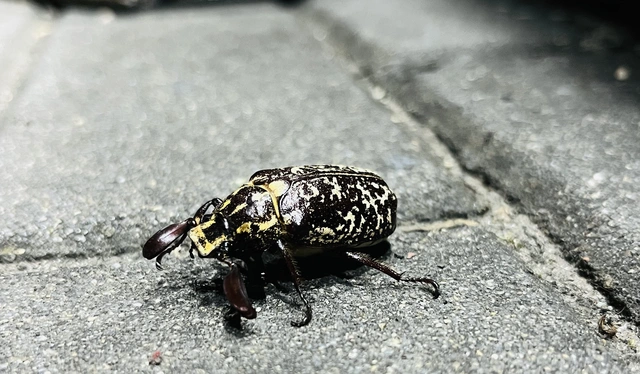 Polyphylla fullo - csapó cserebogár