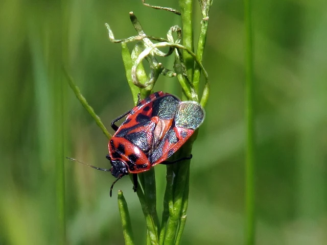 Eurydema ventralis - káposztapoloska