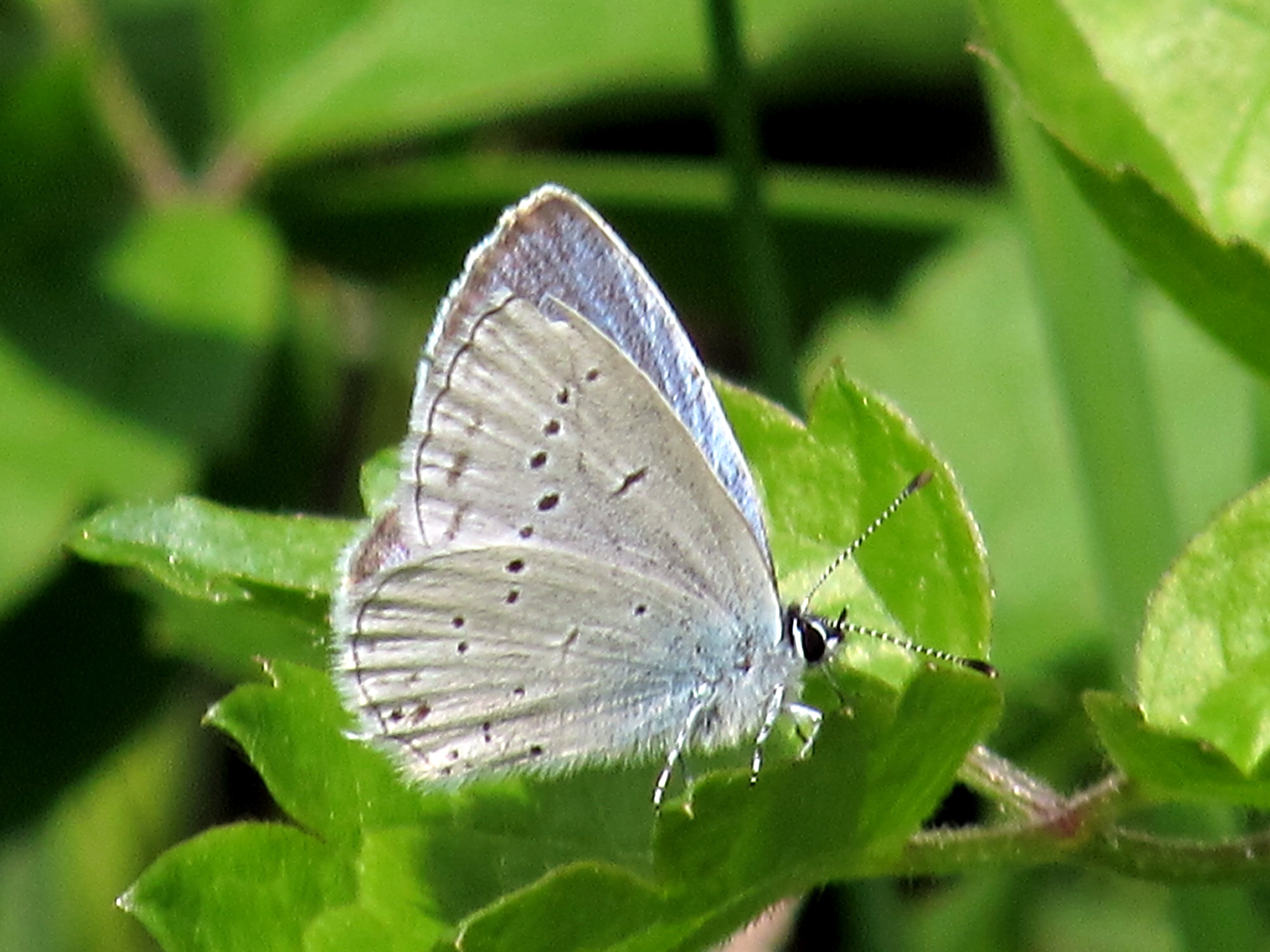 Cupido alcetas/decolorata