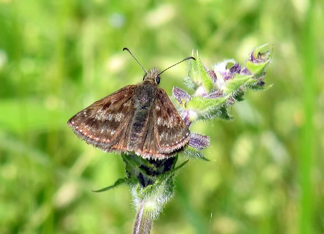 Erynnis tages - cigánylepke