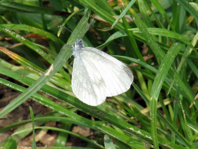 Leptidea sinapis - mustárlepke