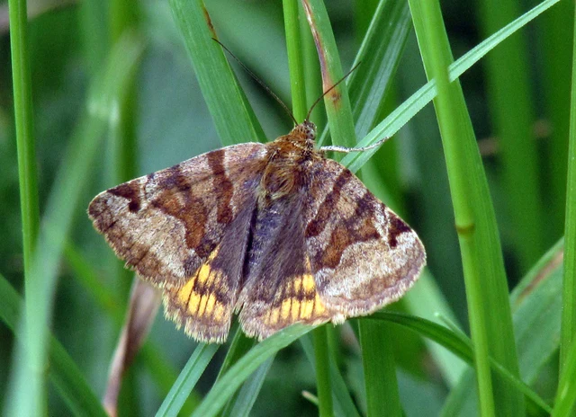Euclidia glyphica - közönséges nappalibagoly