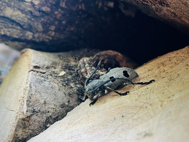 Morimus asper funereus - gyászcincér