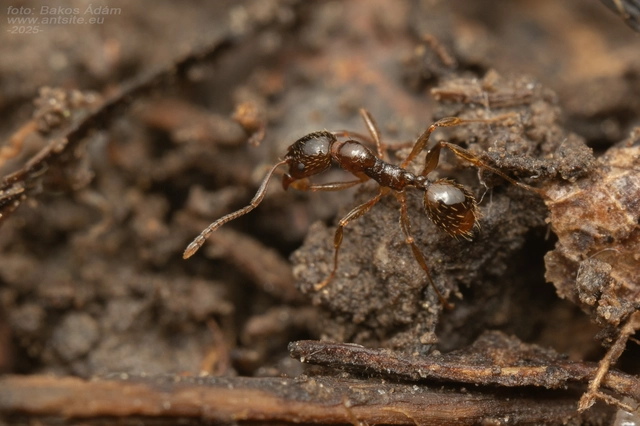 Aphaenogaster subterranea - vörös karcsúhangya