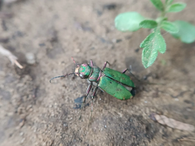 Cicindela campestris - mezei homokfutrinka