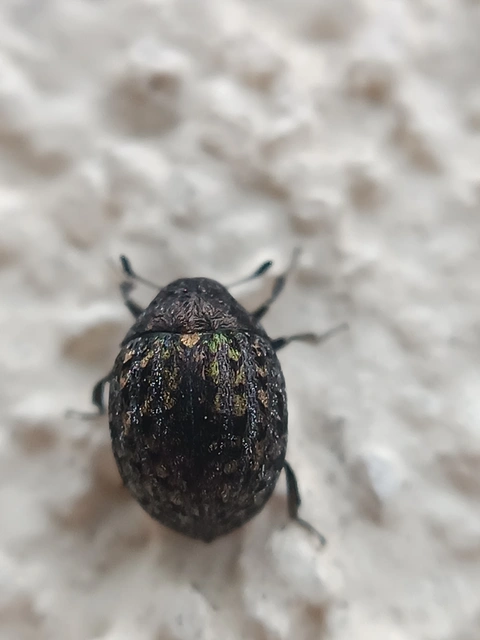 Cytilus sericeus - réti labdacsbogár