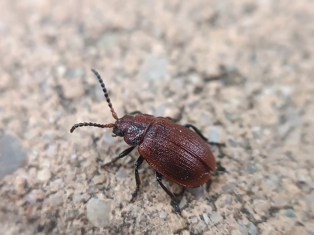 Galeruca