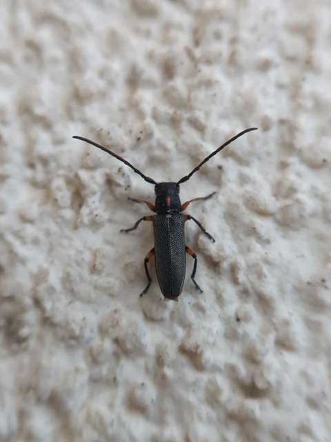 Phytoecia pustulata - parányi fűcincér