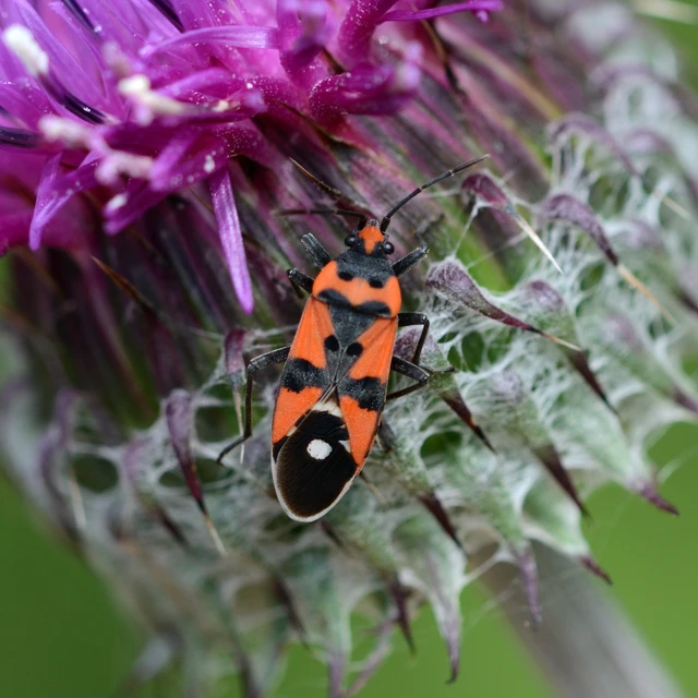 Lygaeus equestris/simulans