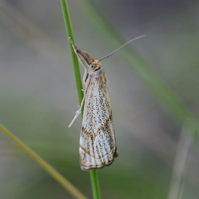 Thisanotia chrysonuchella - tavaszi fűgyökérmoly