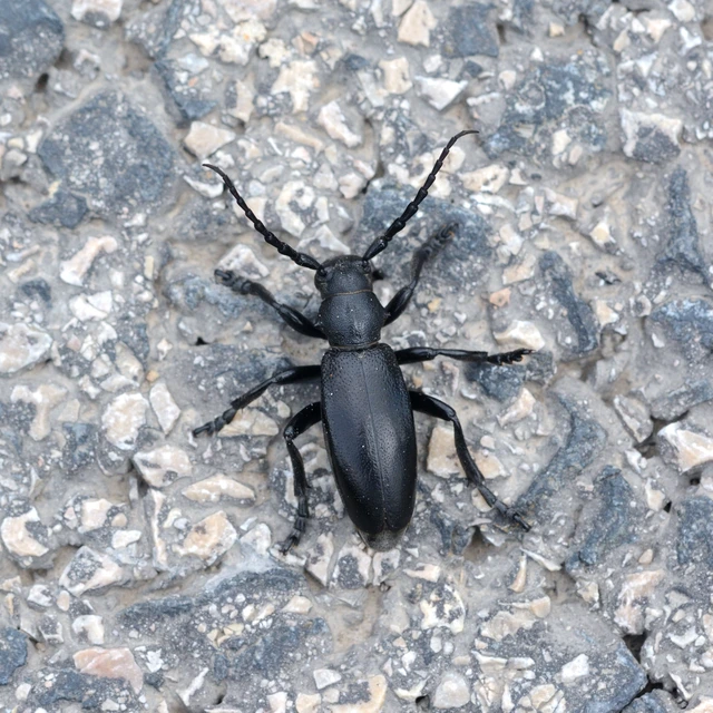 Dorcadion aethiops - fekete gyalogcincér
