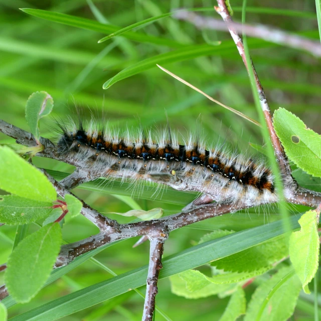Eriogaster catax - sárga gyapjasszövő