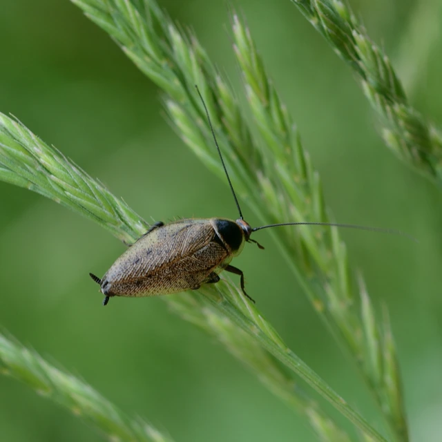 Blattodea - Csótányok
