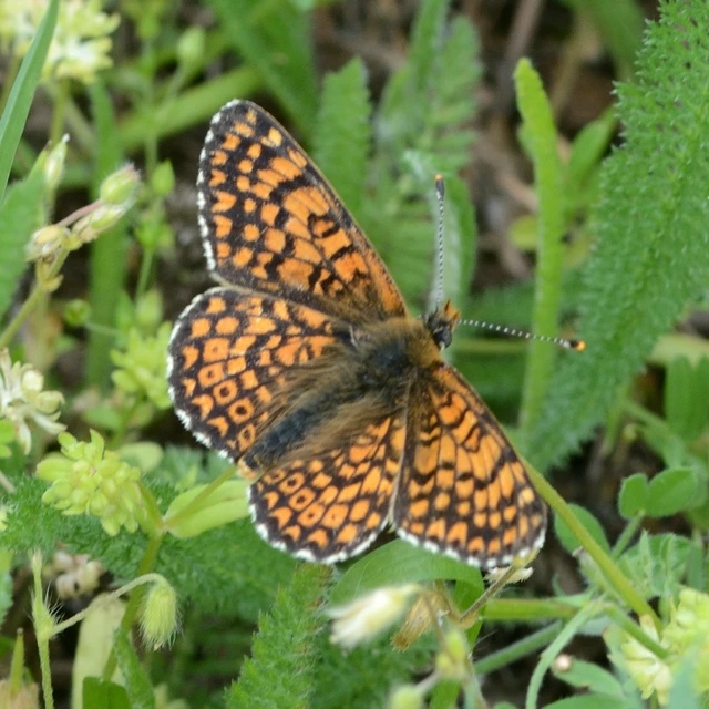 Melitaea cinxia - réti tarkalepke
