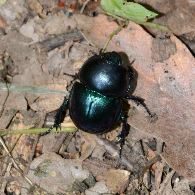 Trypocopris vernalis - tavaszi álganéjtúró