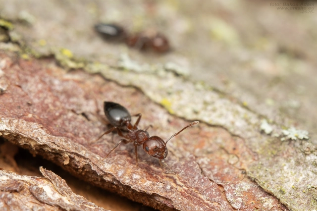 Crematogaster schmidti - vörös szívhangya