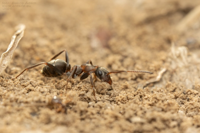Formica rufibarbis - vörös rabszolgahangya