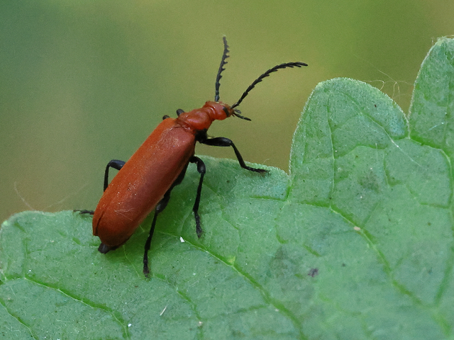 Pyrochroa serraticornis - közép-bíborbogár
