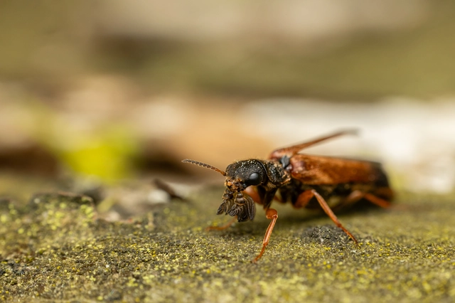 Hylecoetus dermestoides - penésztenyésztő fabogár