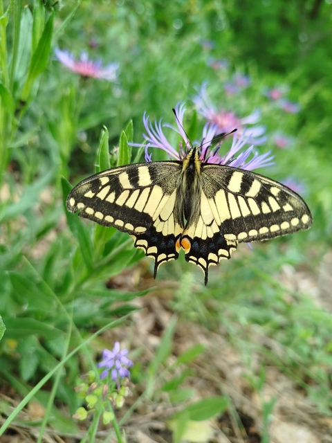 Papilio machaon - fecskefarkú lepke
