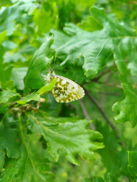 Anthocharis cardamines - hajnalpírlepke