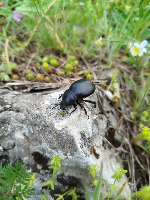 Gnaptor spinimanus - pohos gyászbogár