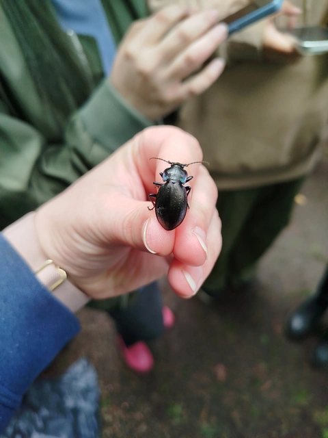 Carabus nemoralis - ligeti futrinka