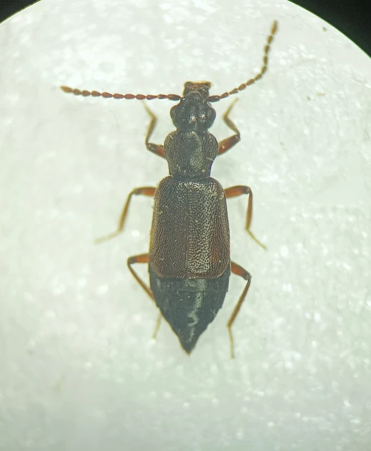 Lesteva longoelytrata - partfutó felemásholyva