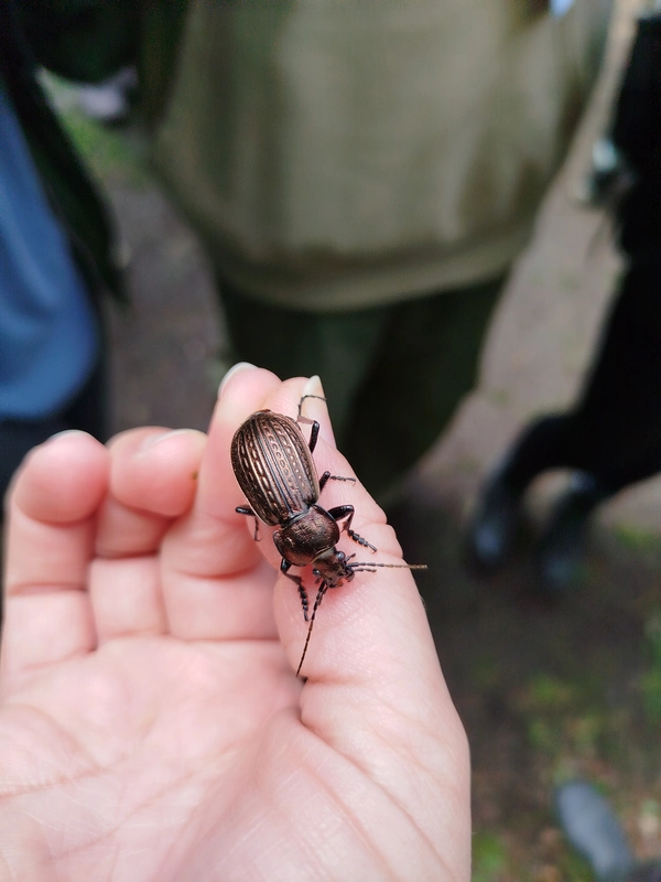 Carabus ulrichii ulrichii - közönséges rezes futrinka