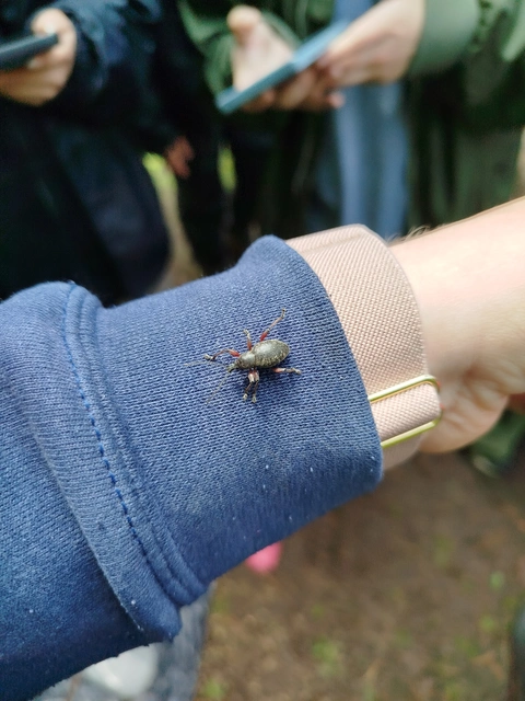 Dodecastichus geniculatus - ércesszőrű gyalogormányos