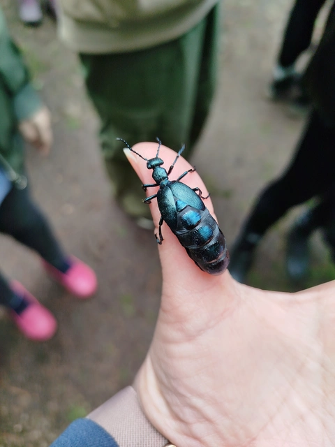 Meloe violaceus - kék nünüke