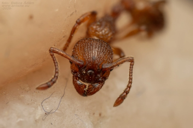Myrmica sabuleti - gyakori bütyköshangya