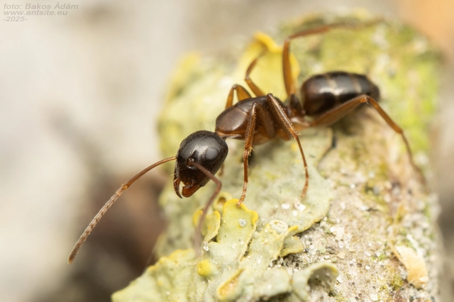 Camponotus fallax - ligeti lóhangya