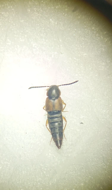 Oxypoda acuminata - közönséges pudvaholyva
