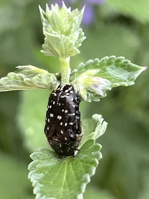Oxythyrea funesta - sokpettyes virágbogár