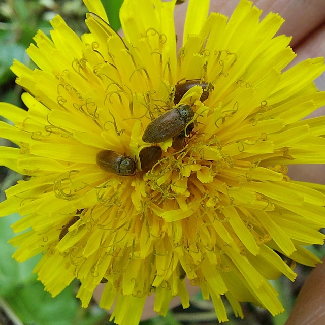 Byturus ochraceus - gyömbérgyökérbogár