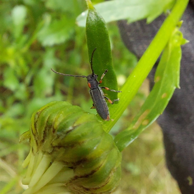 Phytoecia pustulata - parányi fűcincér