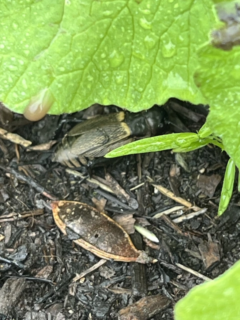 Gryllus campestris - mezei tücsök