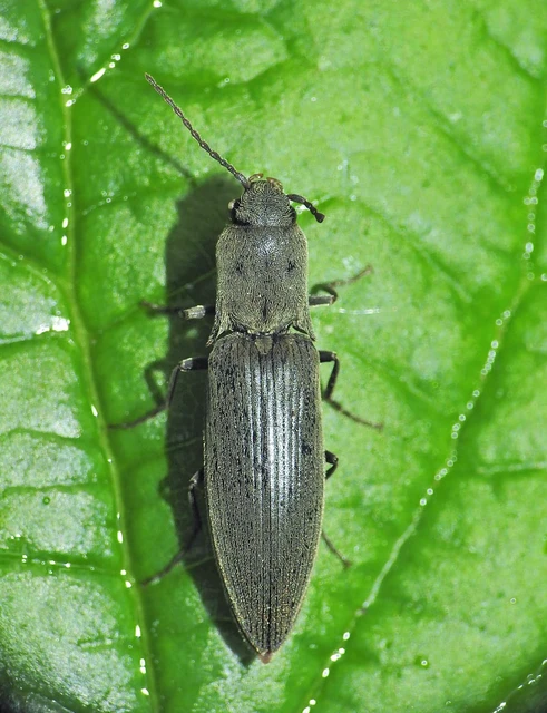 Elateridae - pattanóbogárfélék