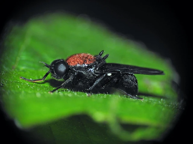 Diptera - Kétszárnyúak