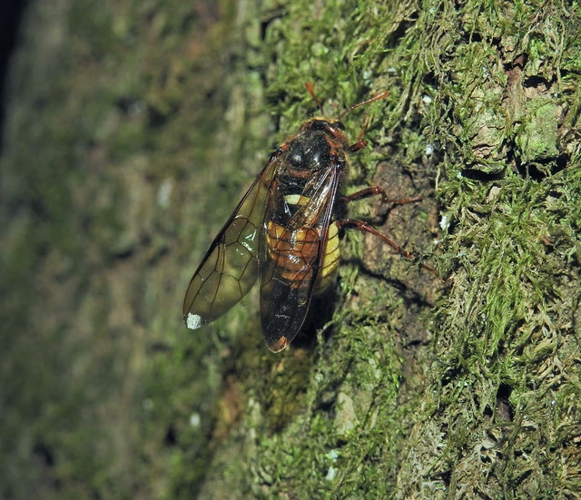 Hymenoptera - Hártyásszárnyúak