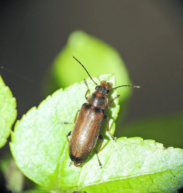 Osphya bipunctata - kétalakú komorka
